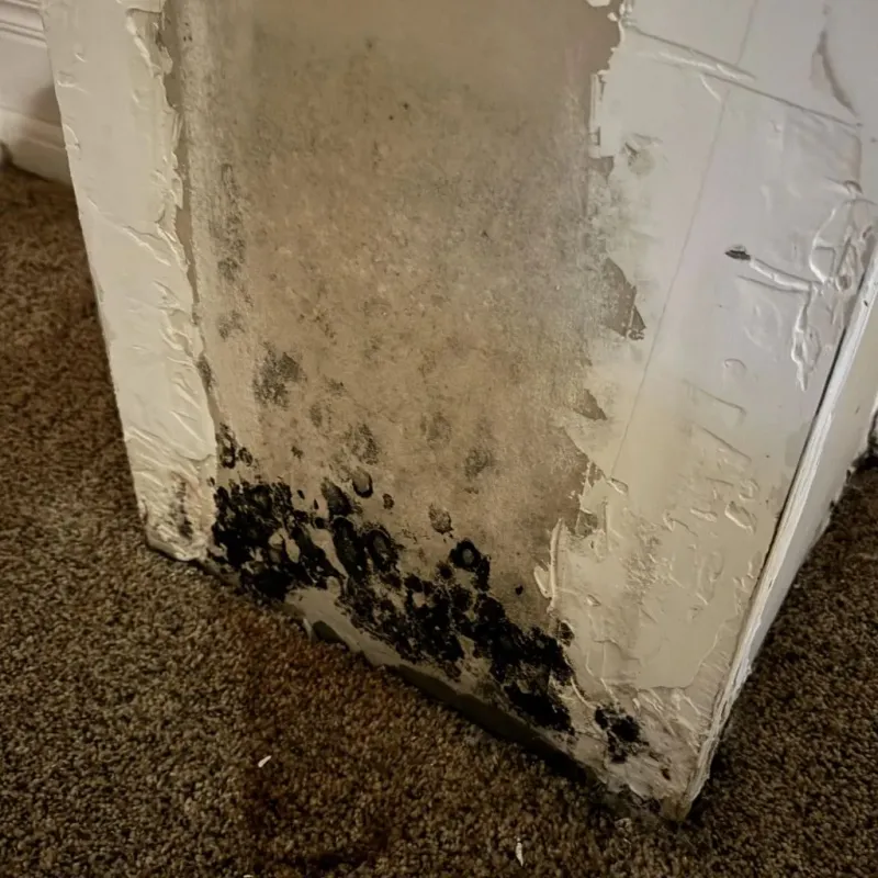 Professional Mold Removal in Northfield, OH